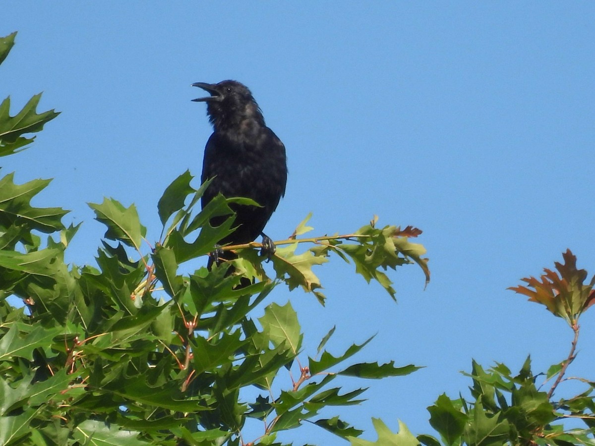 Fish Crow - ML638814802