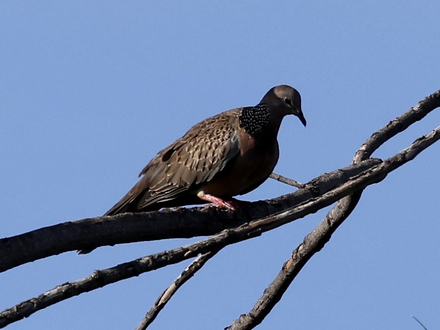 Spotted Dove - ML638814804