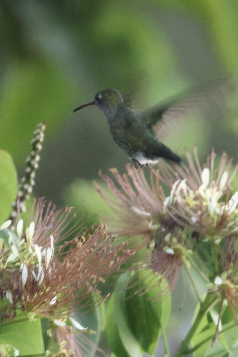 Glittering-throated Emerald - ML638814817