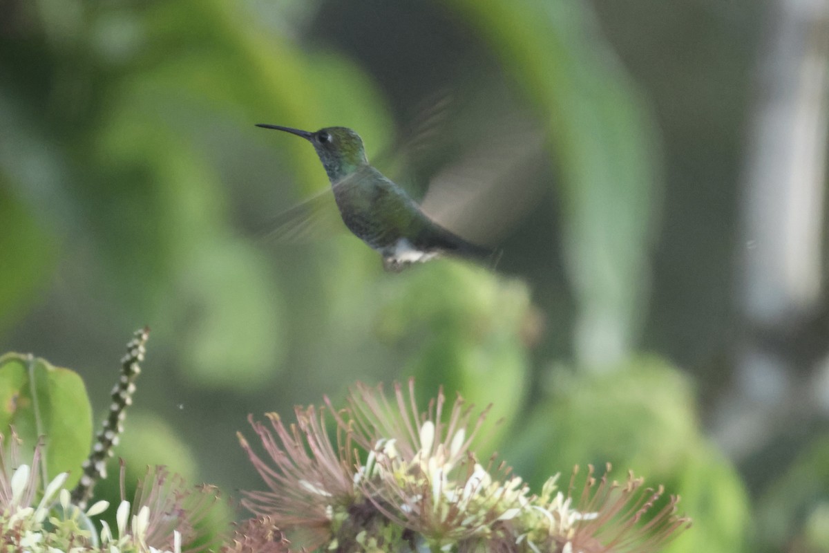 Glittering-throated Emerald - ML638814818