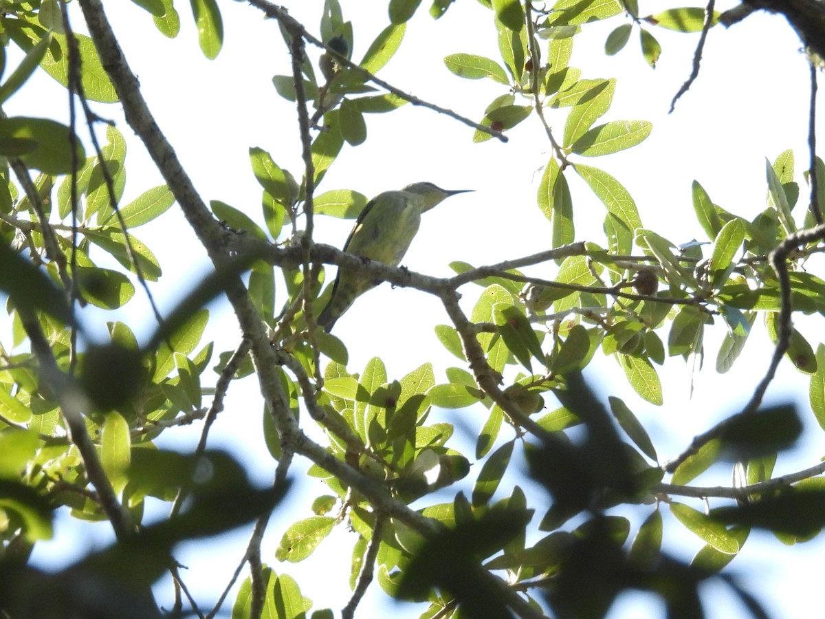 Red-legged Honeycreeper - ML638814852