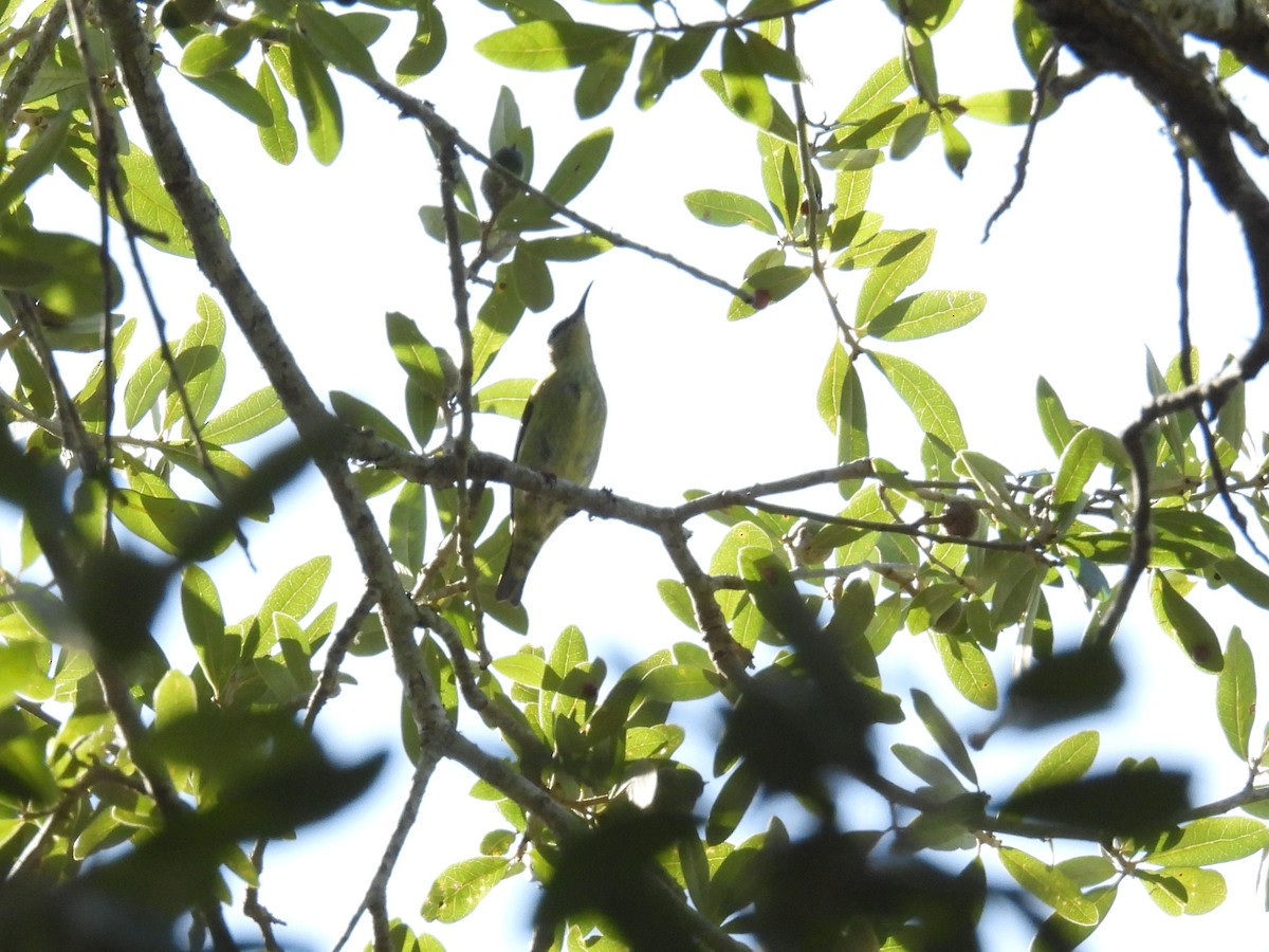 Red-legged Honeycreeper - ML638814854