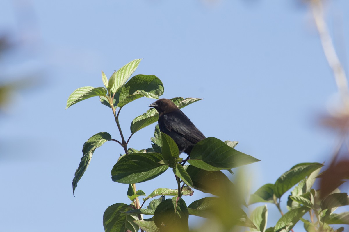 コウウチョウ - ML638814904