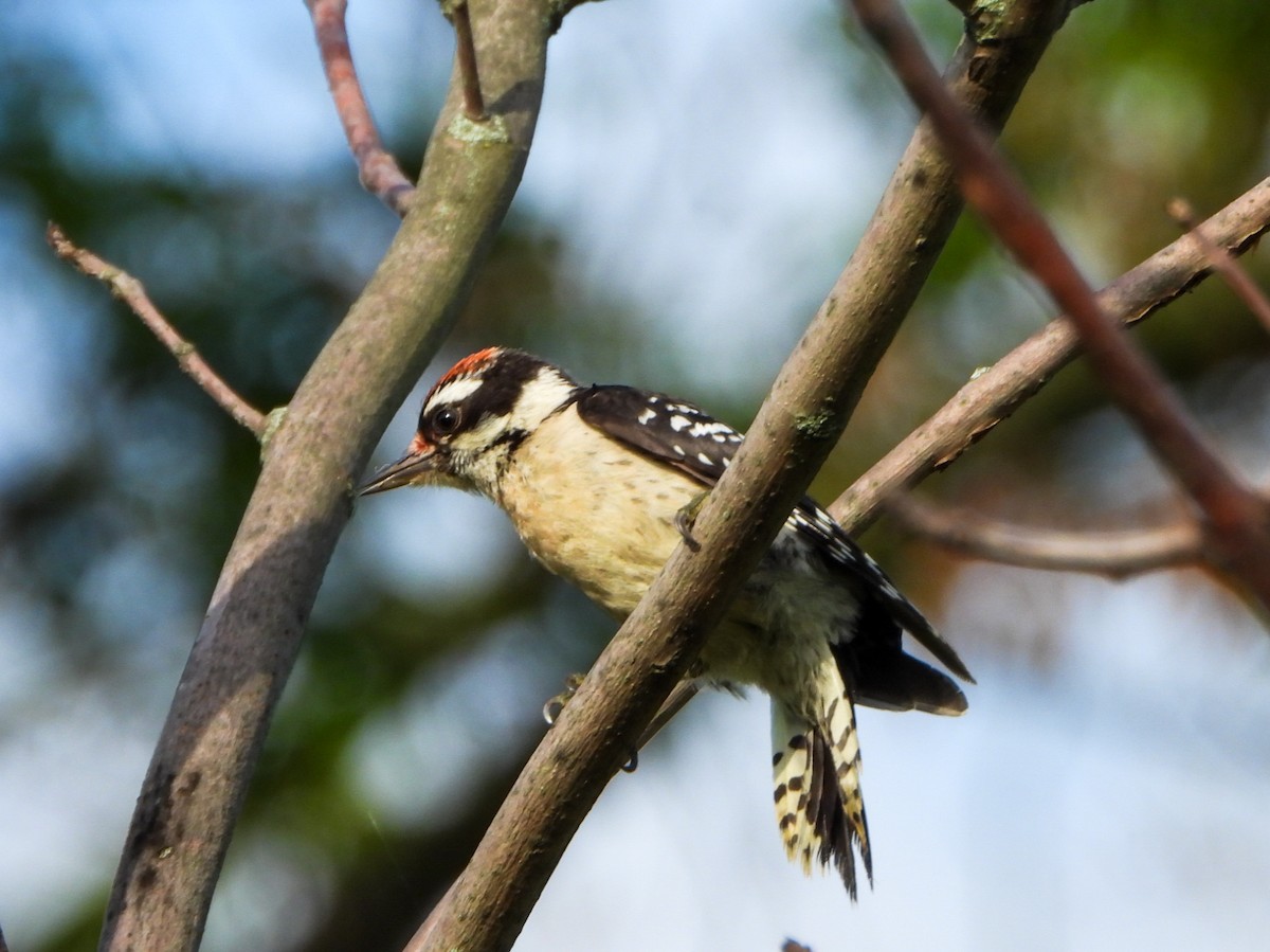Downy Woodpecker - ML638814919