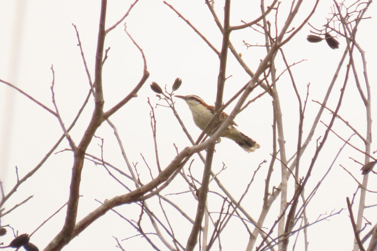 Rufous-backed Wren - ML638814921