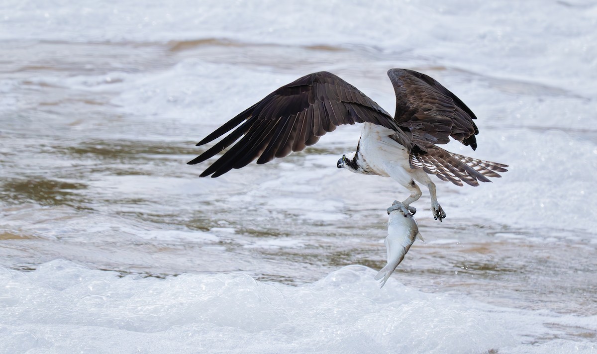 Osprey (American) - ML638814929