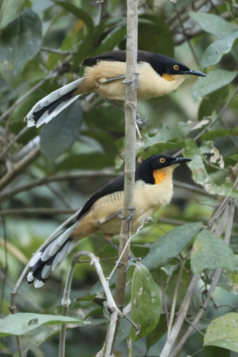 Black-capped Donacobius - ML638814947