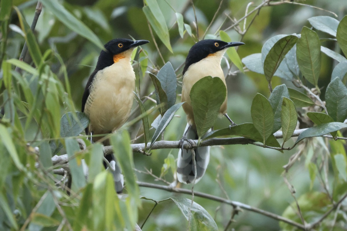 Black-capped Donacobius - ML638814948