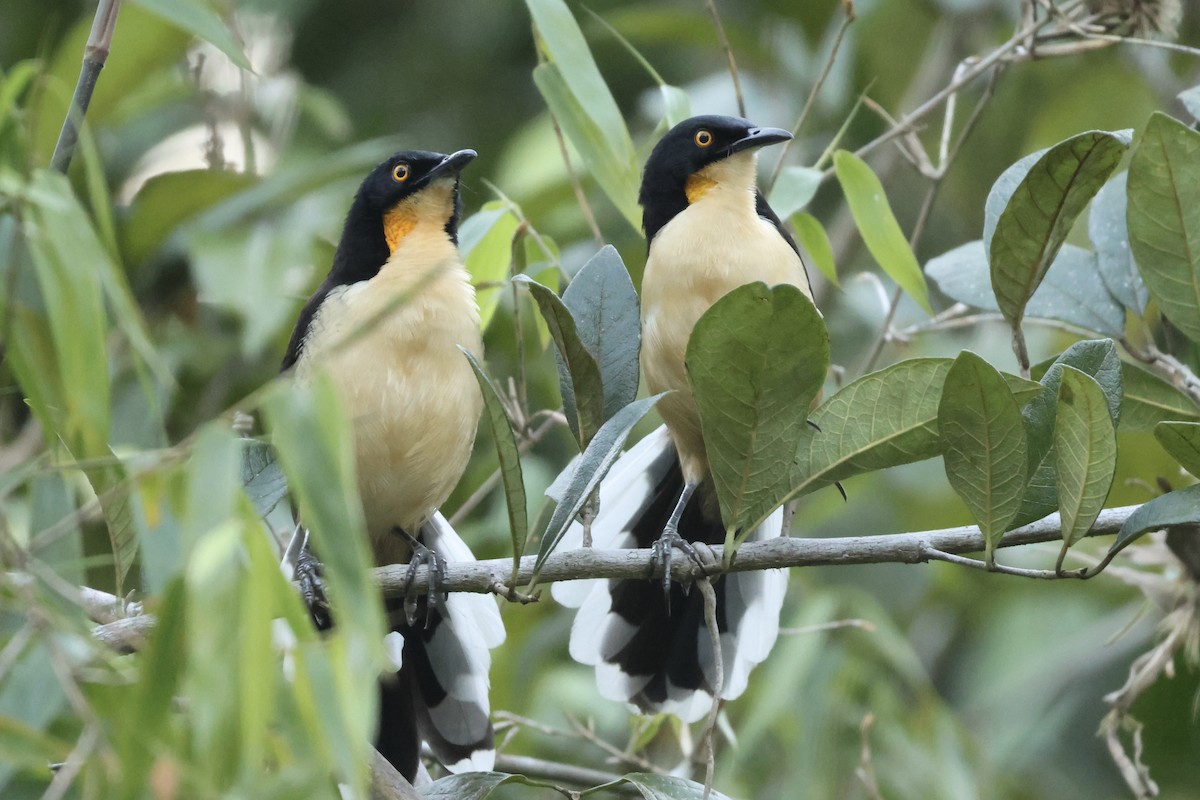 Black-capped Donacobius - ML638814949