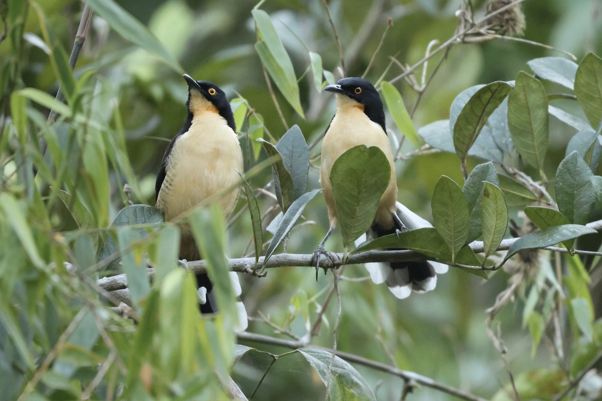 Black-capped Donacobius - ML638814950
