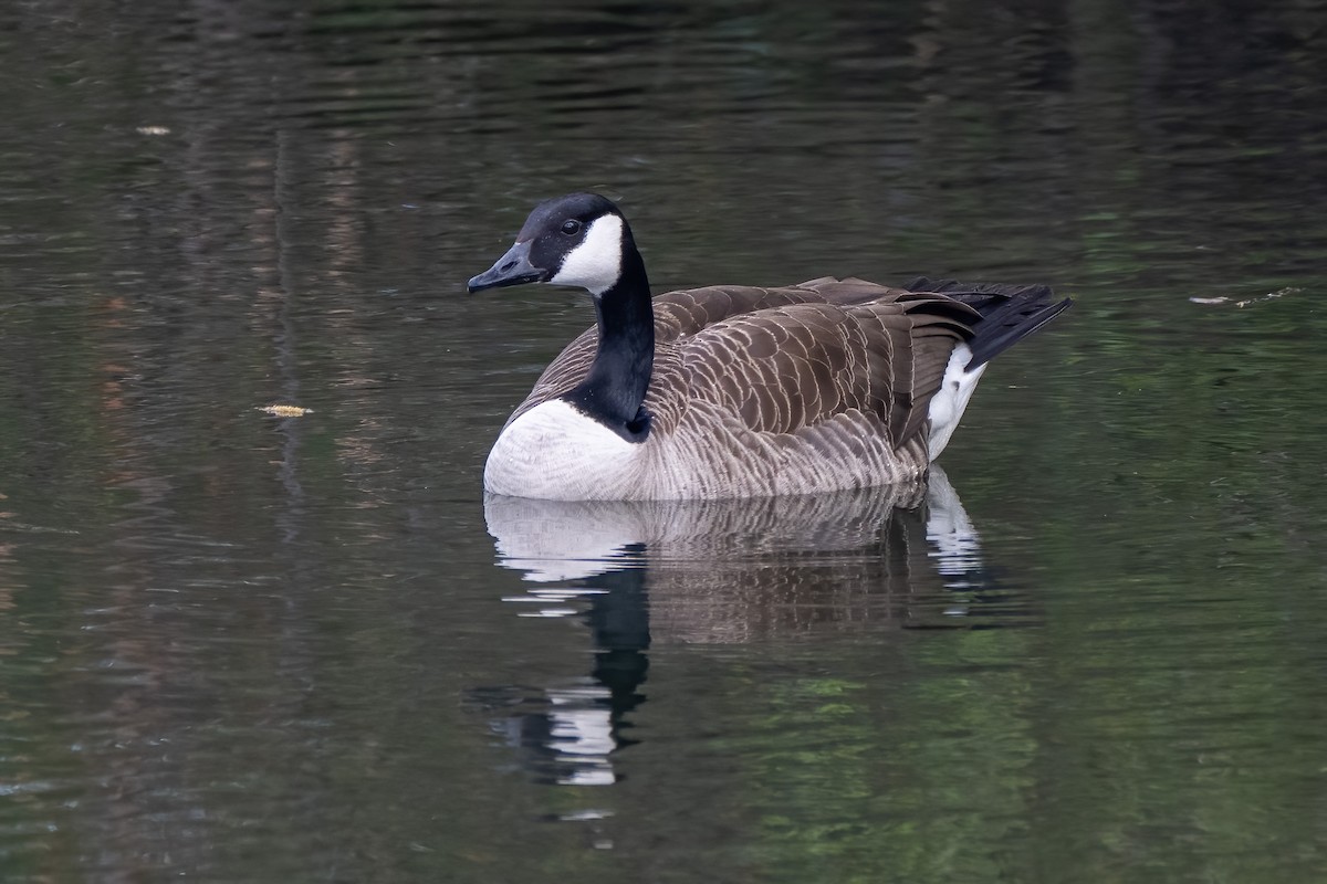 Canada Goose - ML638814956