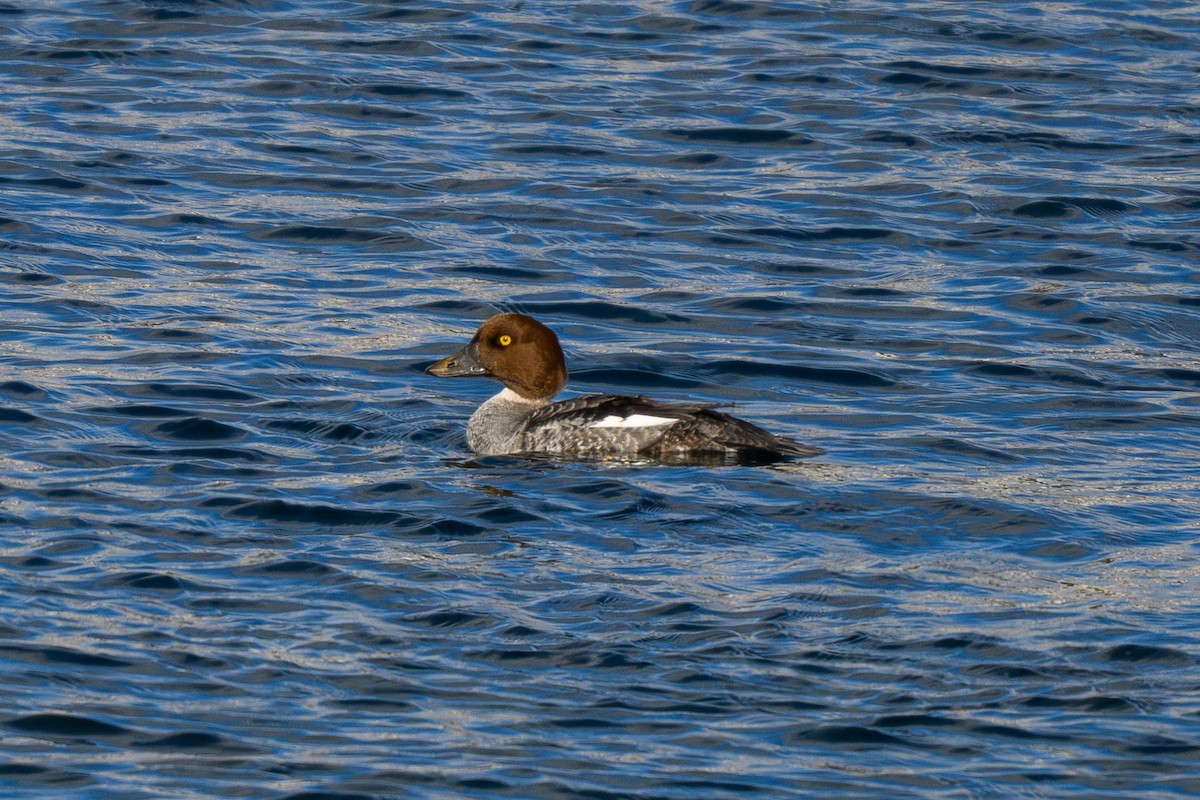 Common Goldeneye - ML638814999