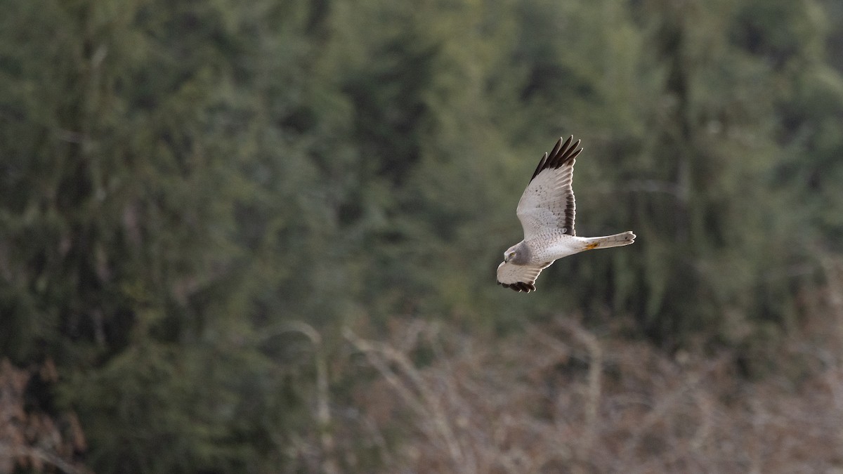 Northern Harrier - ML638815000