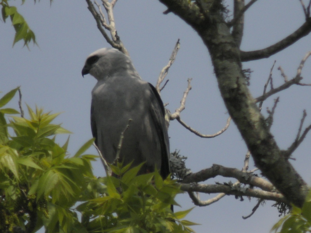 Missisipi Çaylağı - ML638815010
