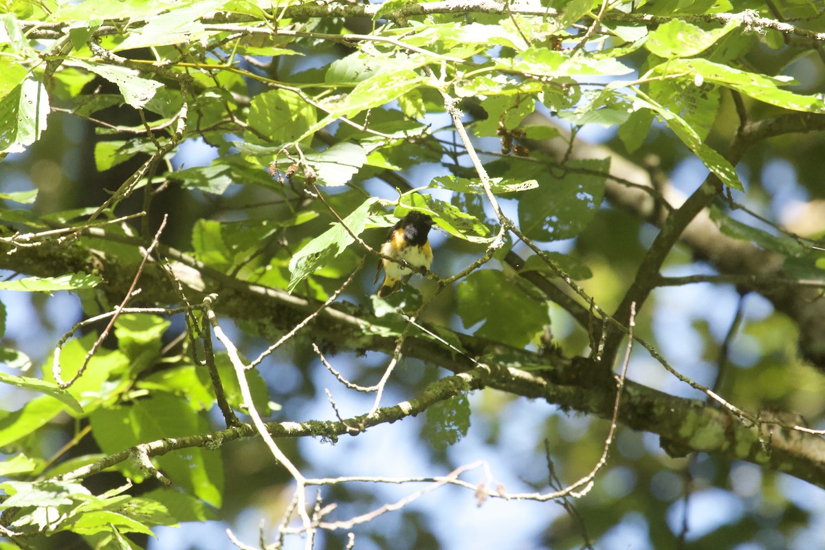 American Redstart - ML638815050