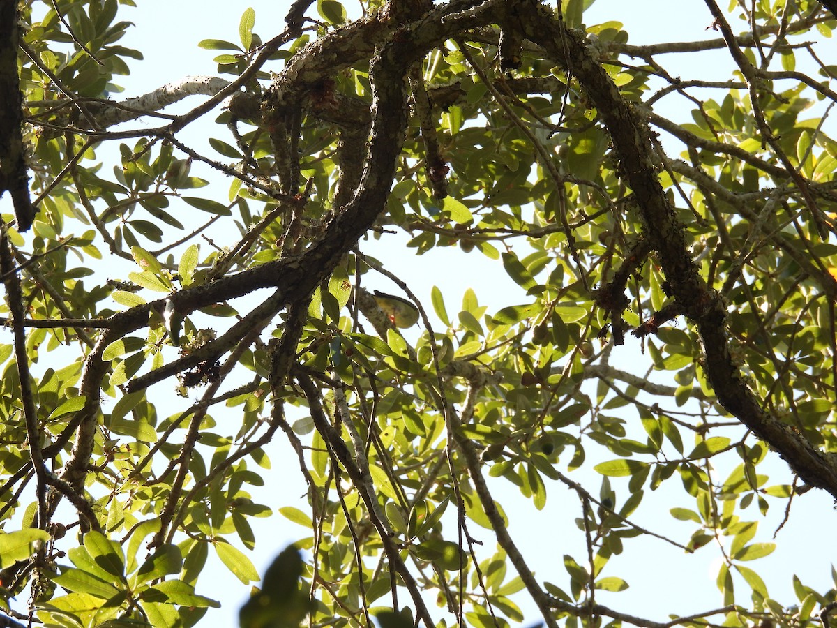 Red-legged Honeycreeper - ML638815061