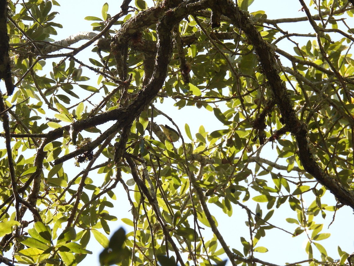 Red-legged Honeycreeper - ML638815075