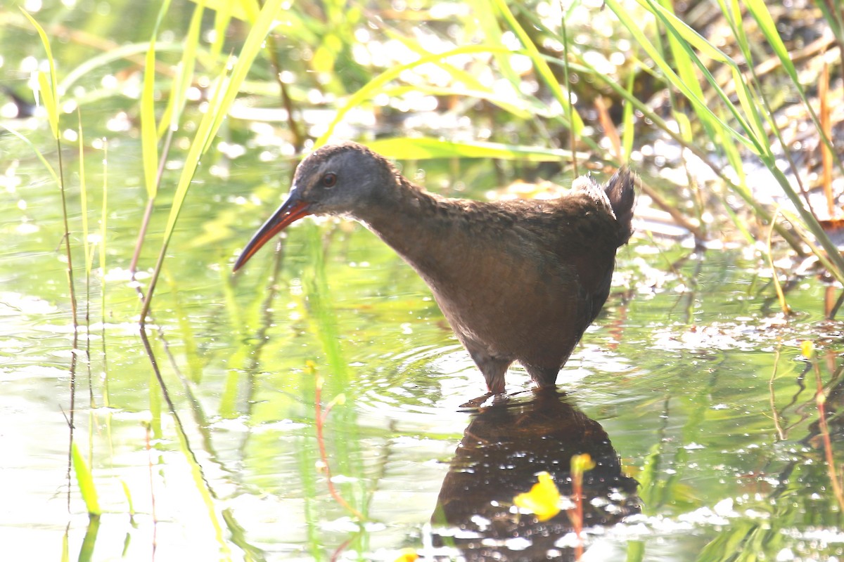 Virginia Rail - ML638815080
