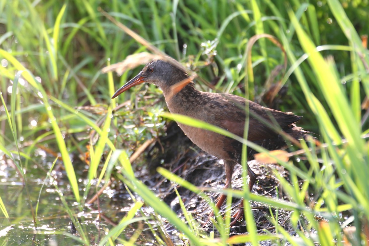 Virginia Rail - ML638815081
