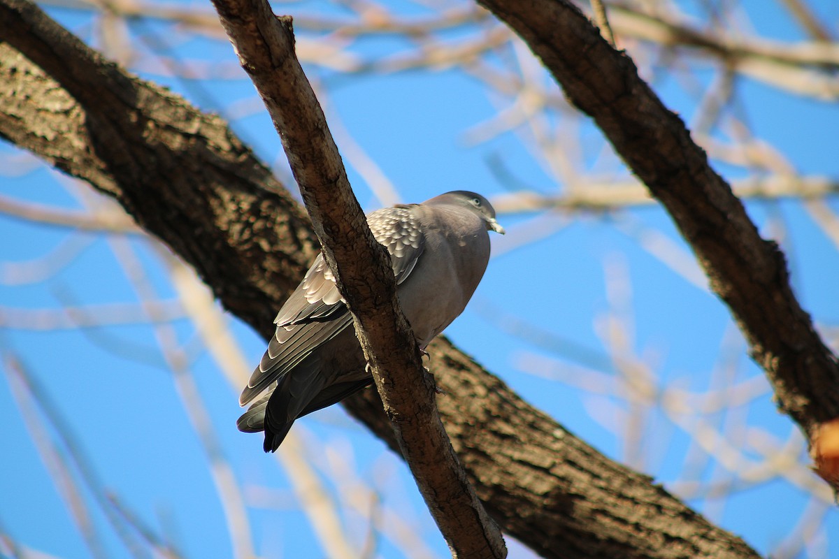 Spot-winged Pigeon - ML638815082