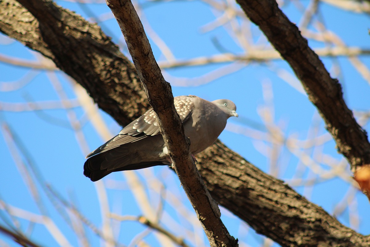 Spot-winged Pigeon - ML638815083