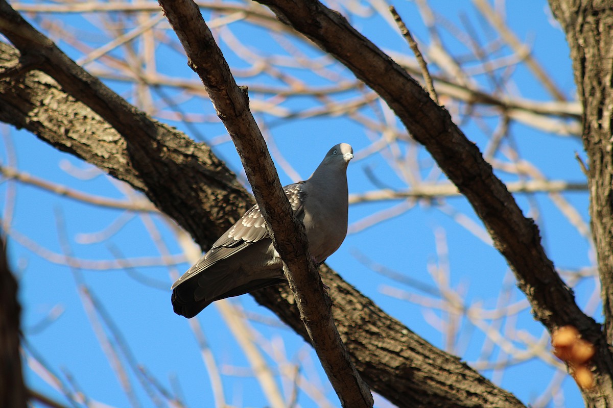 Spot-winged Pigeon - ML638815085