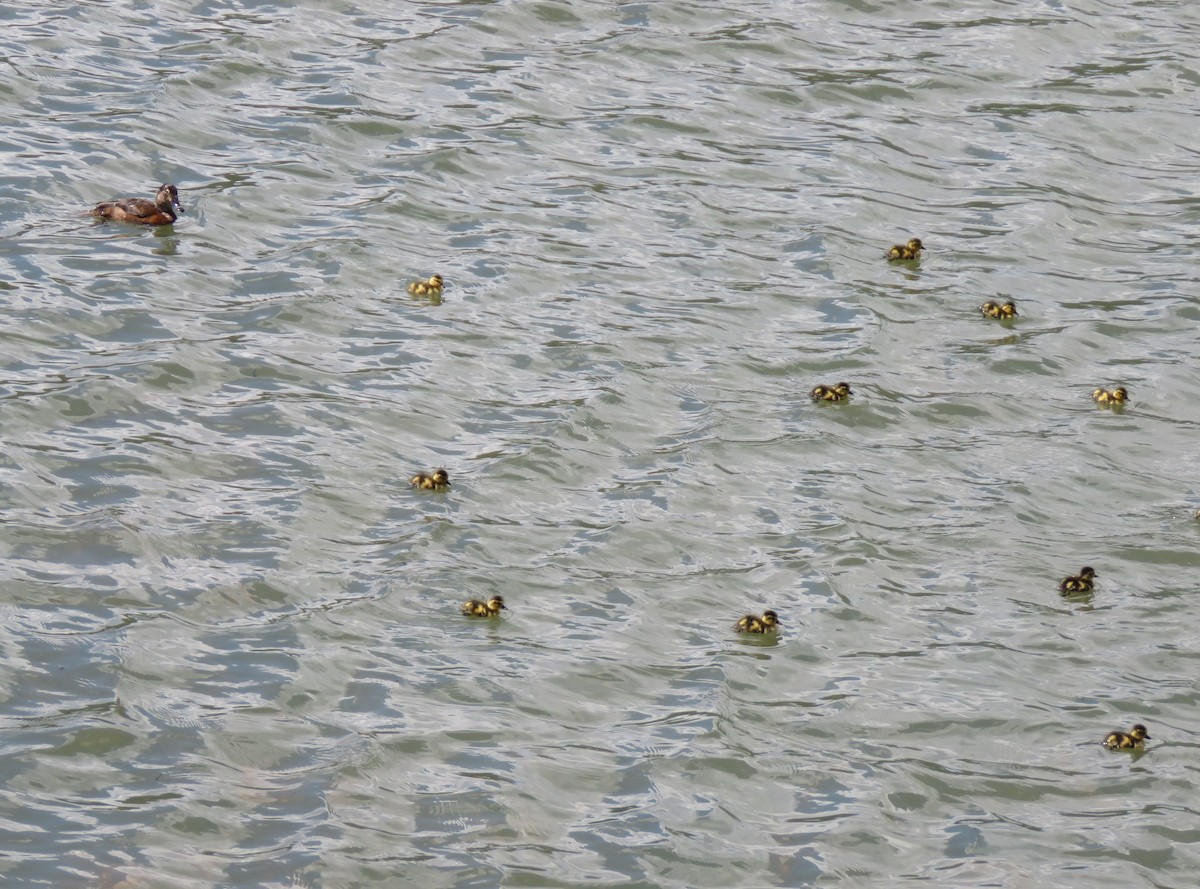 Ring-necked Duck - ML638815103