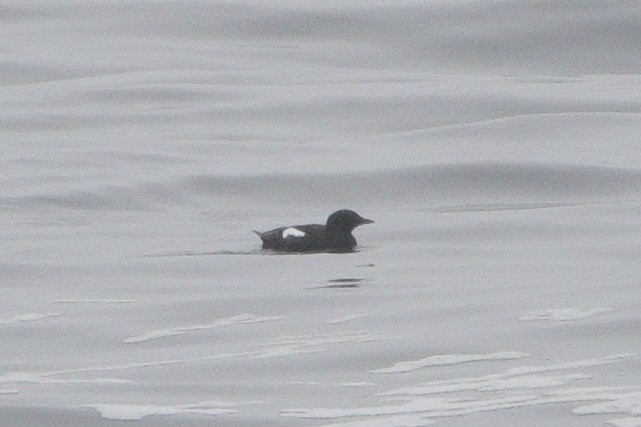 Black Guillemot - ML638815120