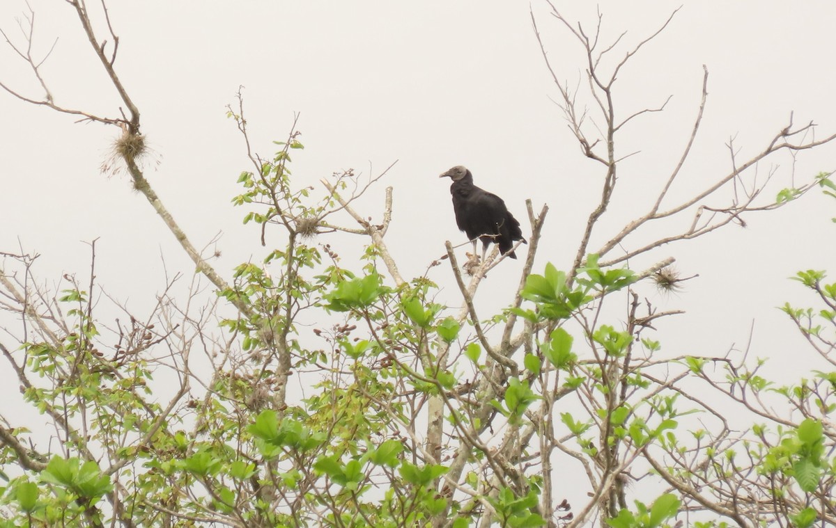 Black Vulture - ML638815161