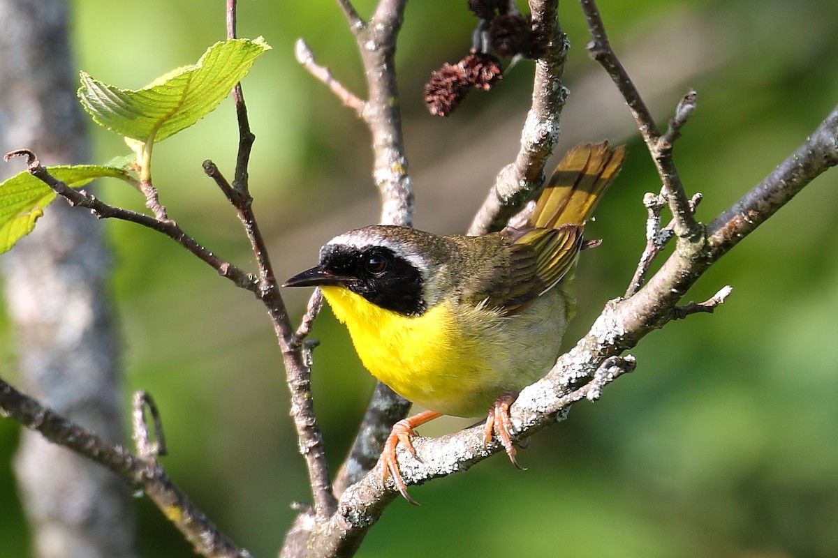 Common Yellowthroat - ML638815163