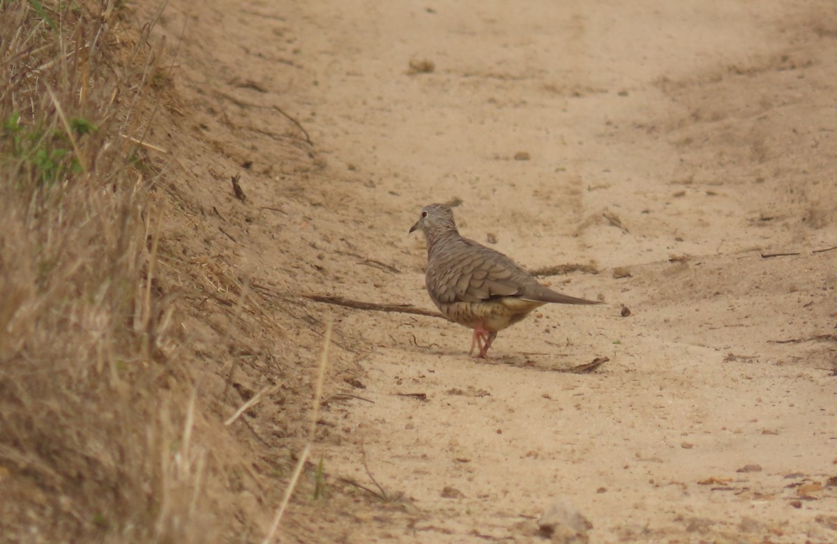 Inca Dove - ML638815170