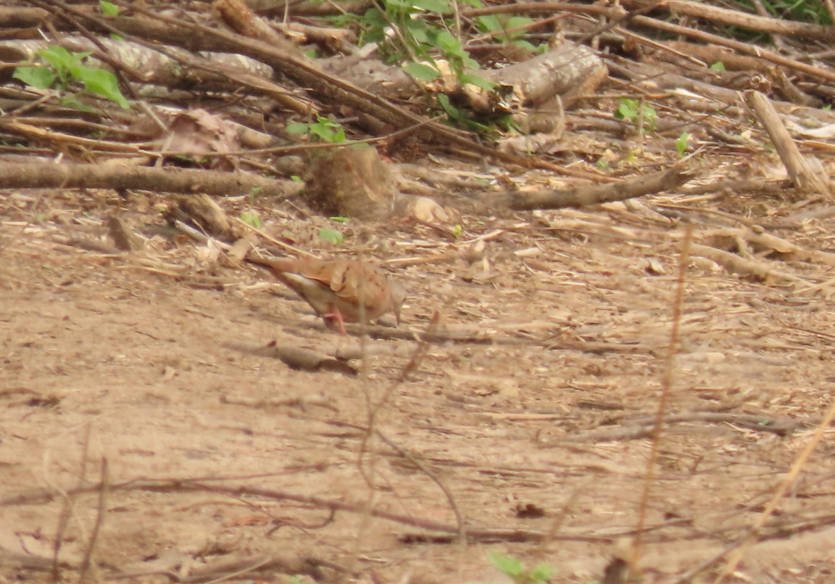 Ruddy Ground Dove - ML638815197