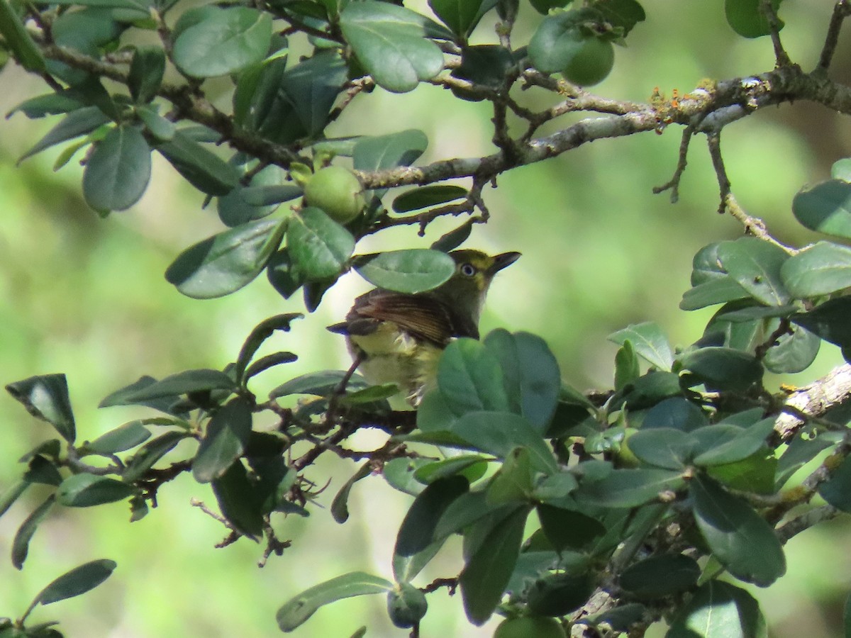 Weißaugenvireo - ML638815204
