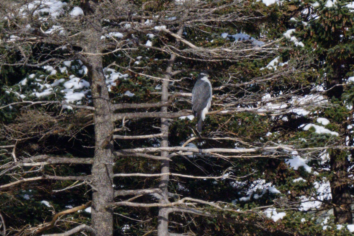 American Goshawk - ML638815237