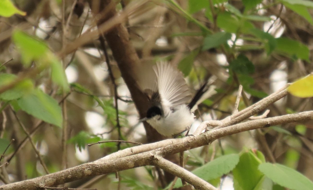 White-lored Gnatcatcher - ML638815253