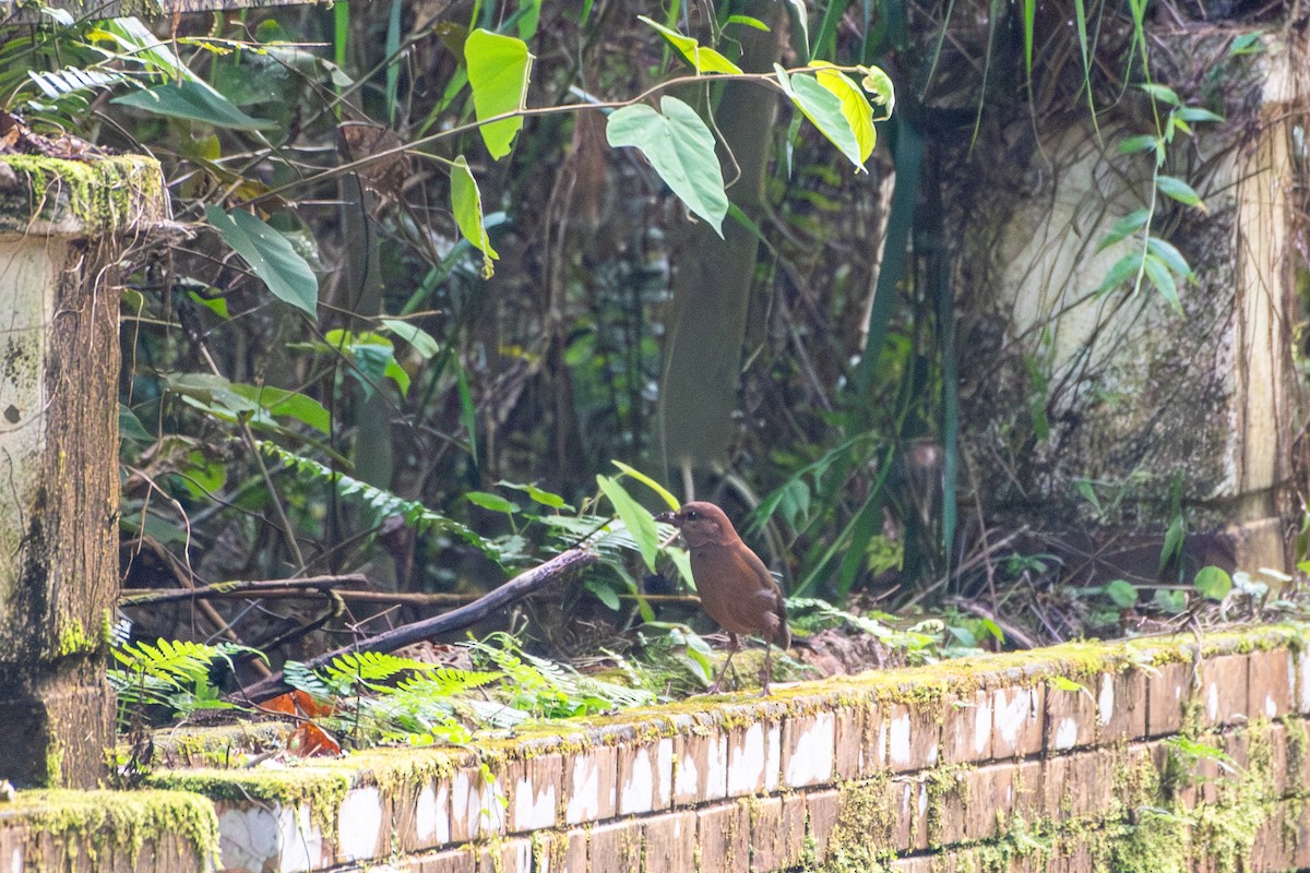Rusty-naped Pitta - ML638815254