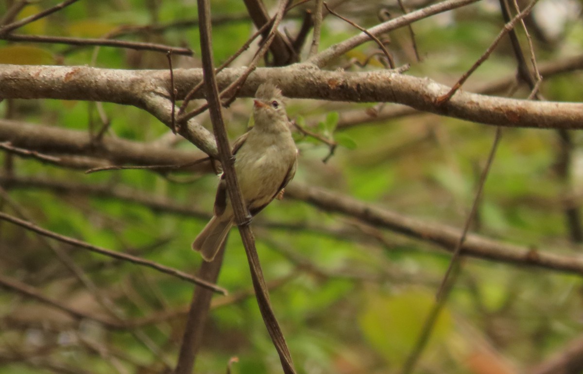 Northern Beardless-Tyrannulet - ML638815275