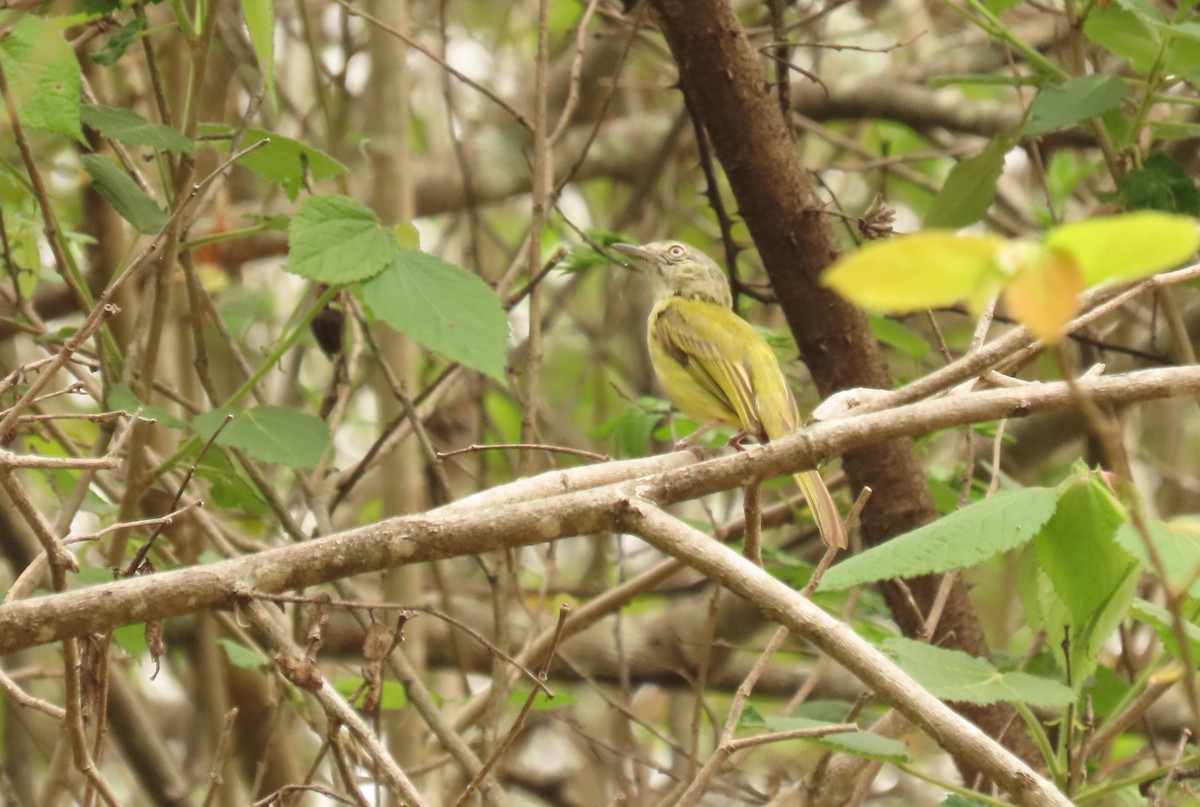 Yellow-olive Flatbill - ML638815301