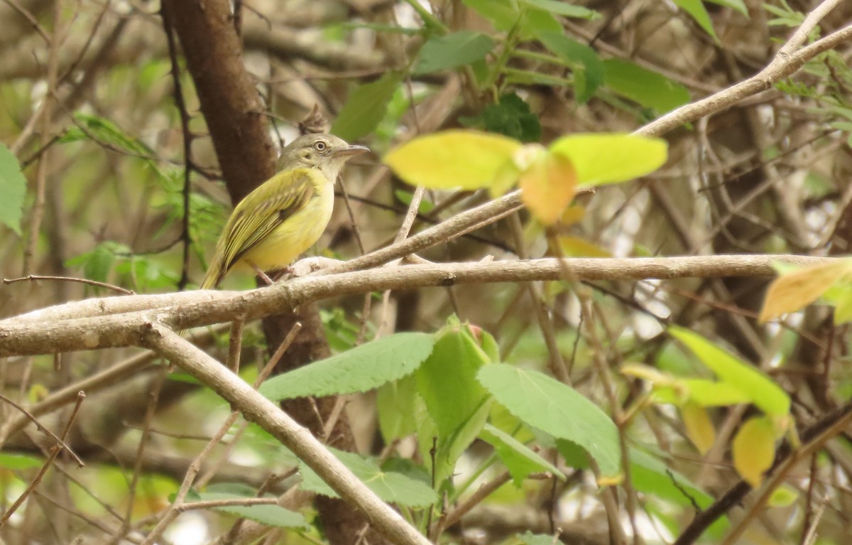 Yellow-olive Flatbill - ML638815302