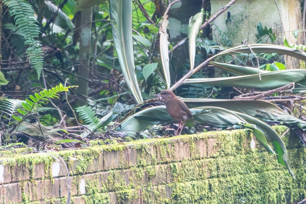 Rusty-naped Pitta - ML638815352