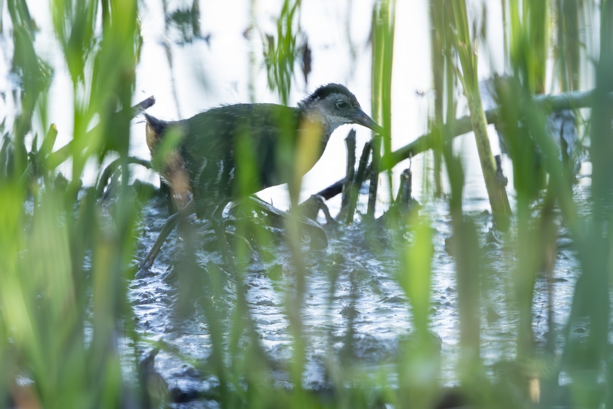 Virginia Rail - ML638815422