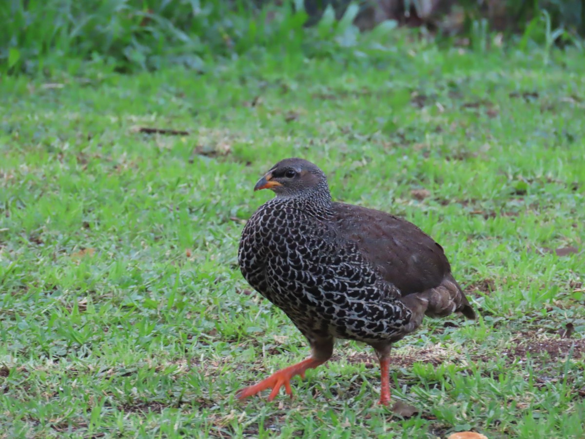 Hildebrandt's Spurfowl - ML638815445