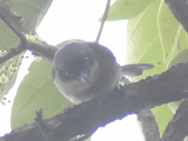 Ashy-throated Chlorospingus - ML638815446
