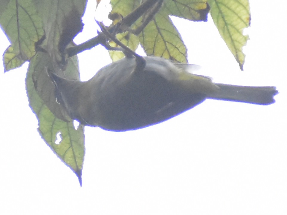 Ashy-throated Chlorospingus - ML638815457