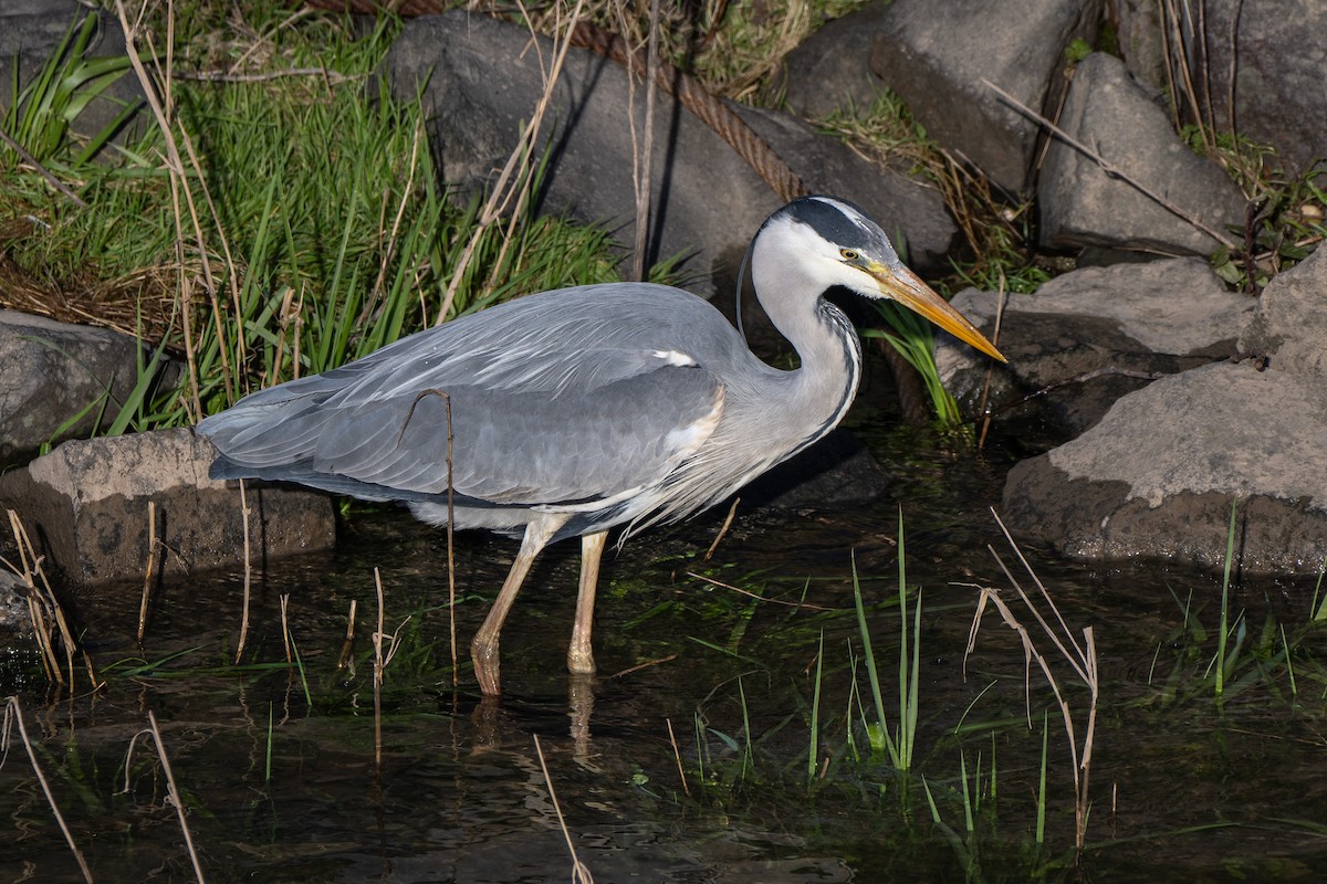 Gray Heron (Gray) - ML638815458