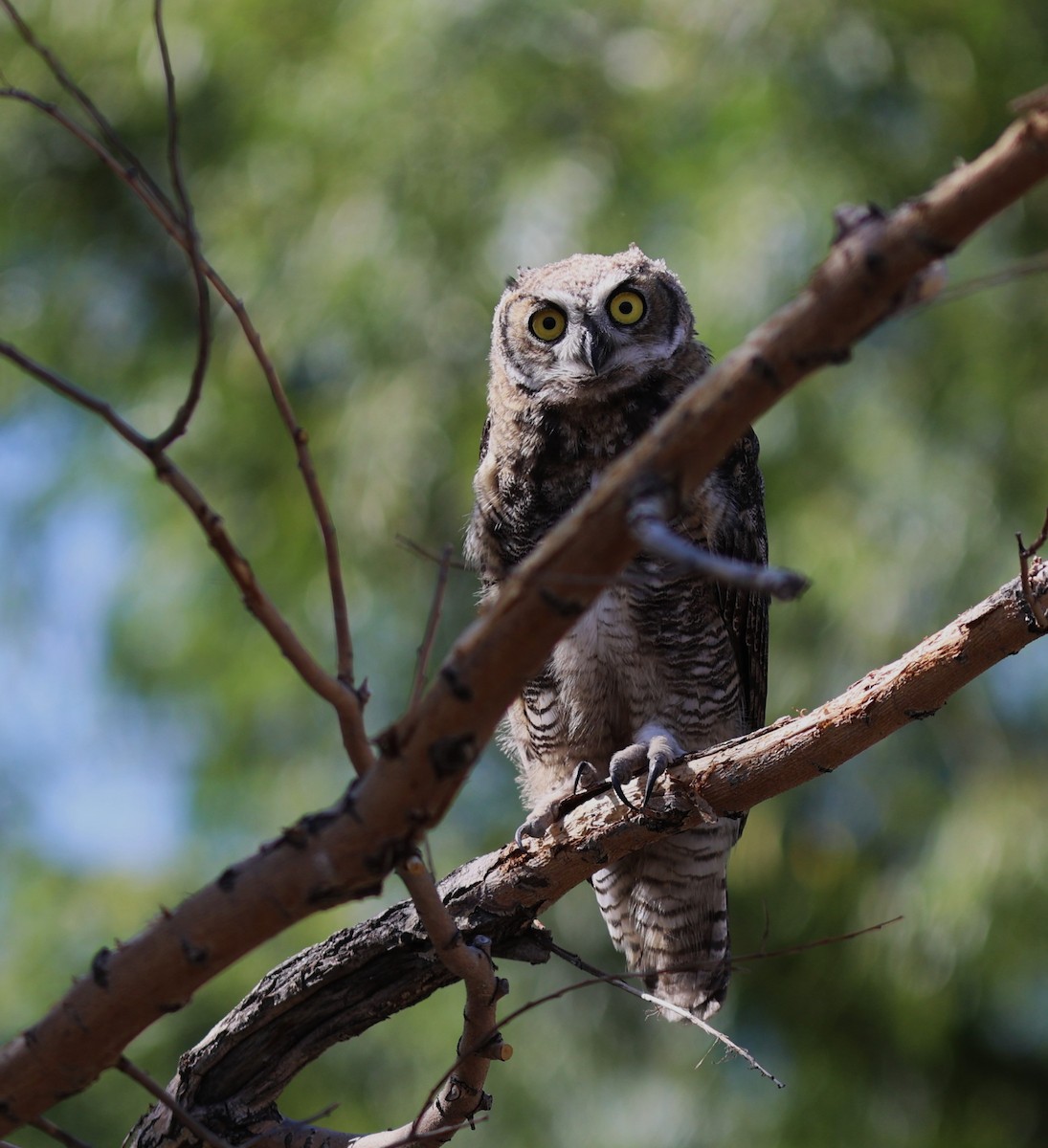 Great Horned Owl - ML638815459