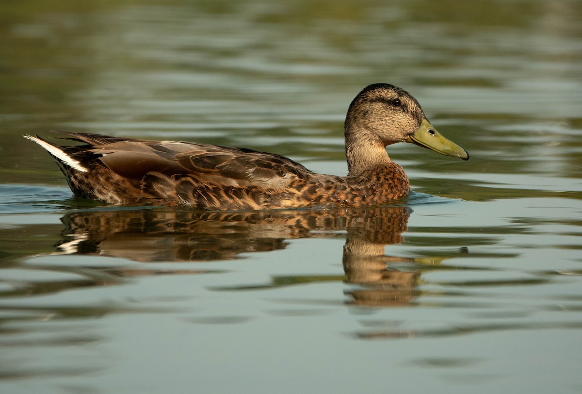 Mallard - ML638815503