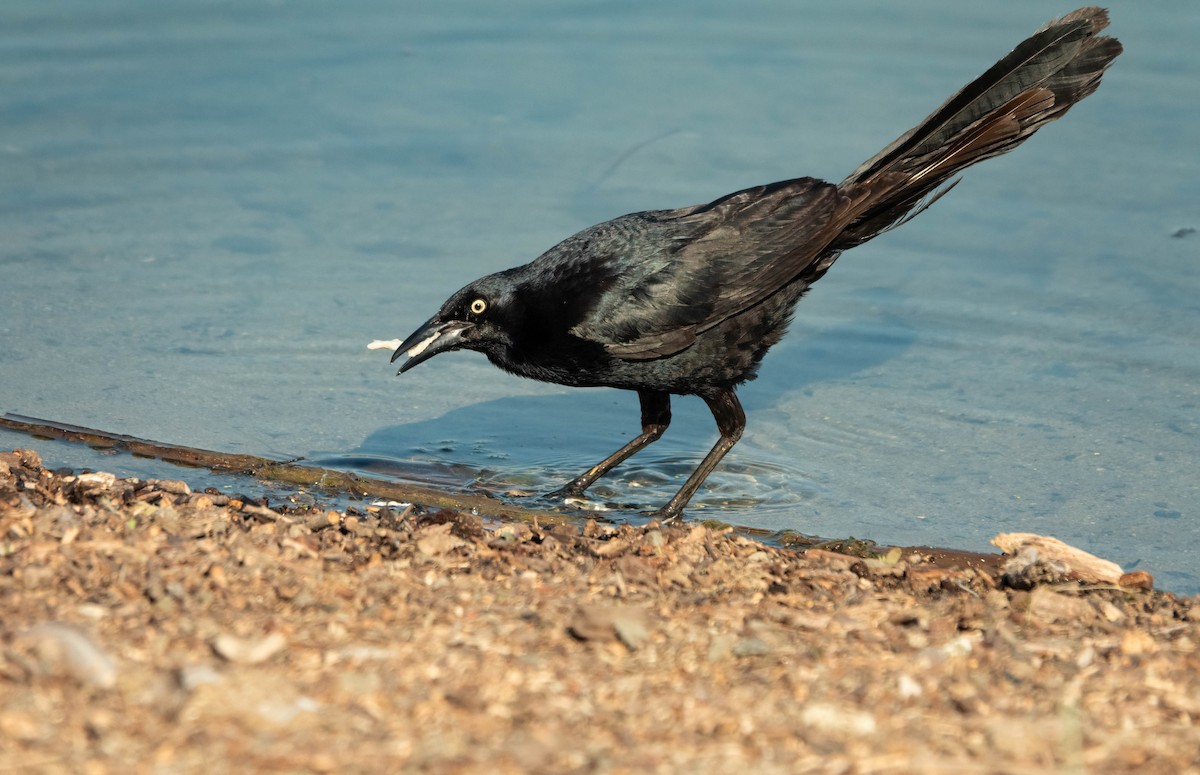 Great-tailed Grackle - ML638815504