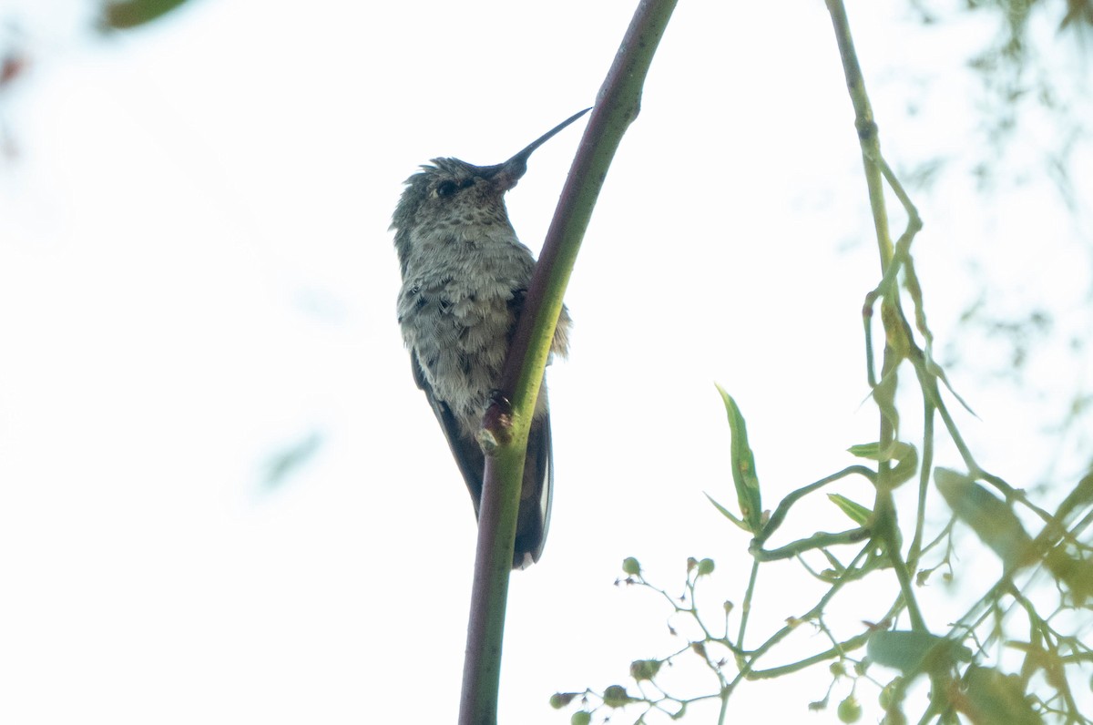 Anna's Hummingbird - ML638815510