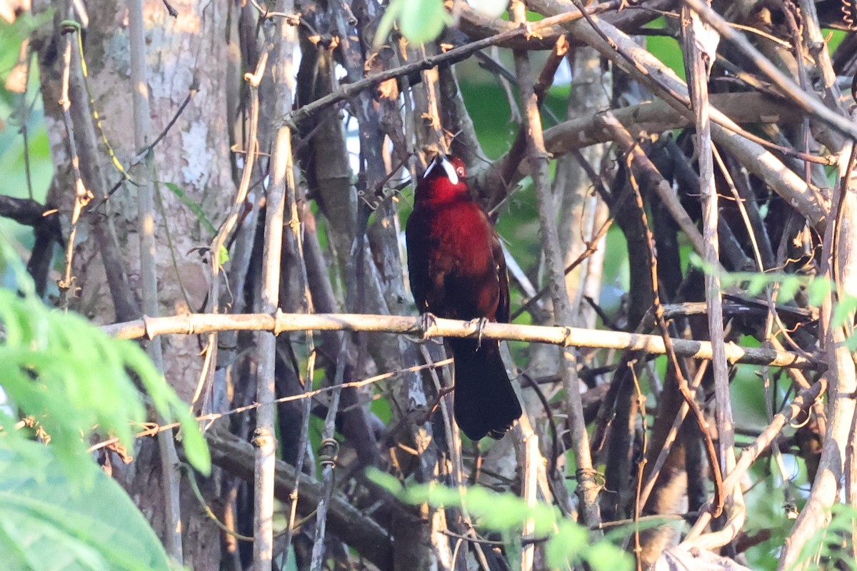 Silver-beaked Tanager - ML638815529
